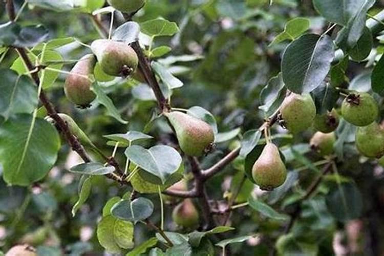 果树防落叶打什么药