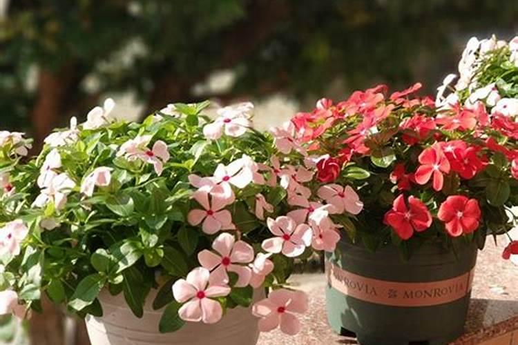 长春花怎么养 施肥不能过浓