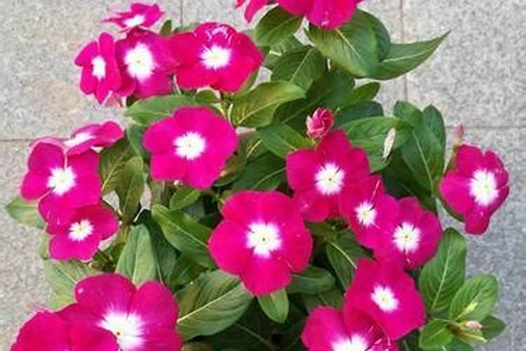 长春花夏天的养殖方式