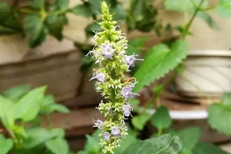 藿香插水里生根吗