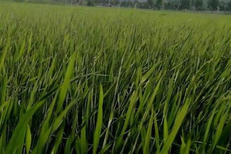 种植西瓜用什么肥料 过磷酸钙和硫酸钾