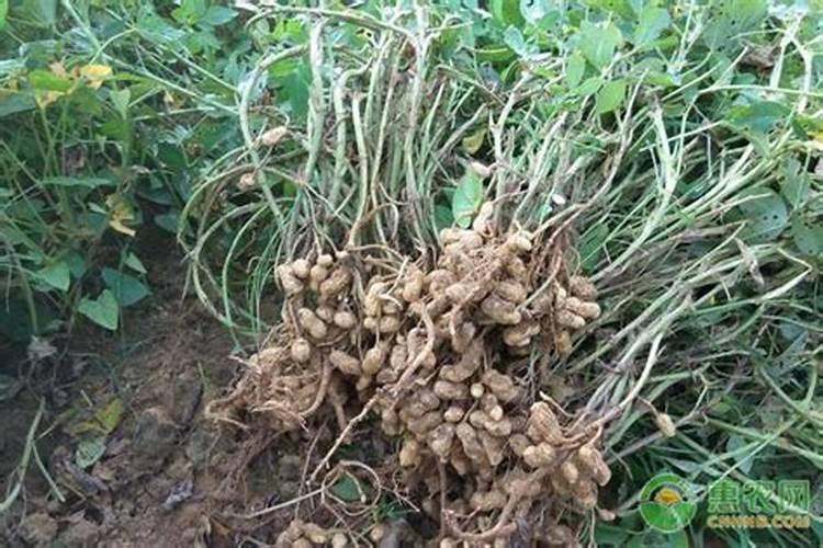 东北种花生一亩地能产多少 黑花生种植方法与时间