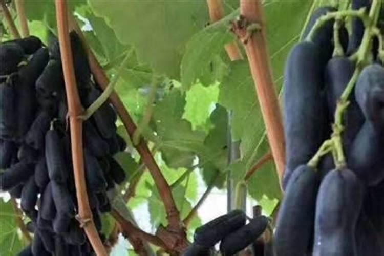 花椒树施什么肥较佳