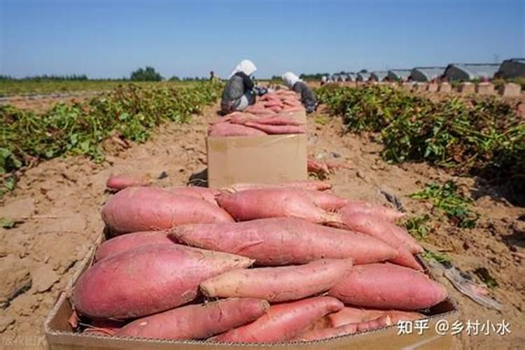 喷施宝加大茶叶专用肥研发规模