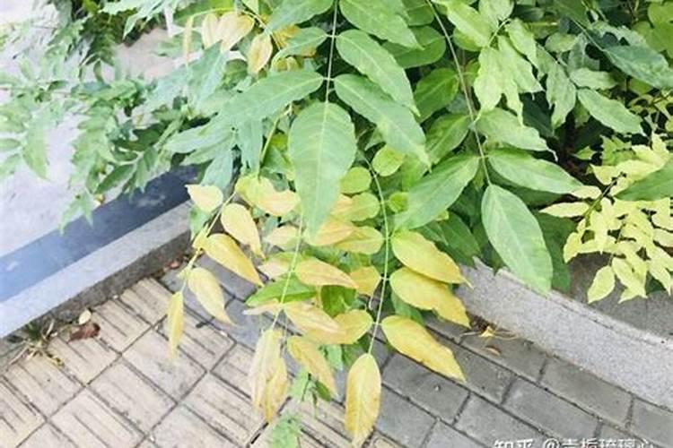 如何施用硼肥？