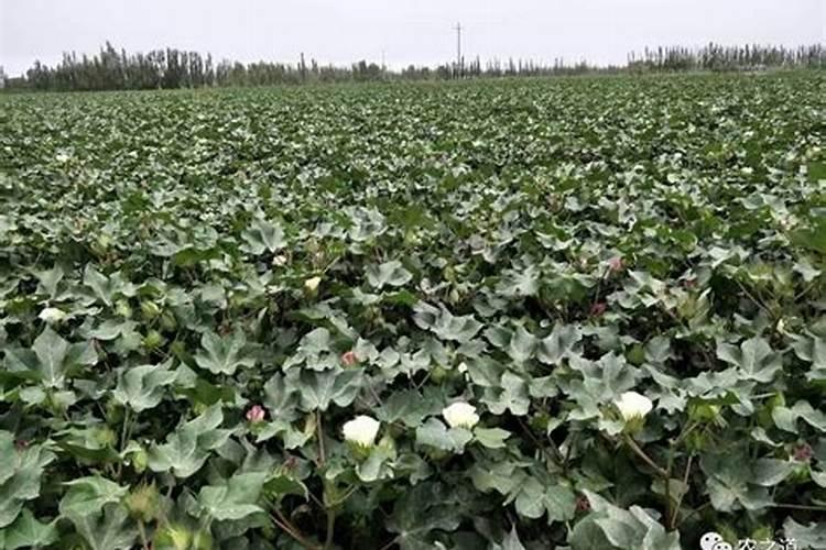 怎样才能把金钱橘养护好