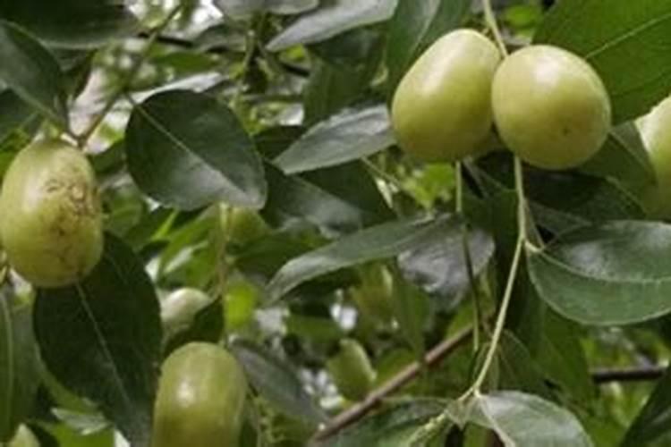 两年桃树用什么肥？施肥技巧