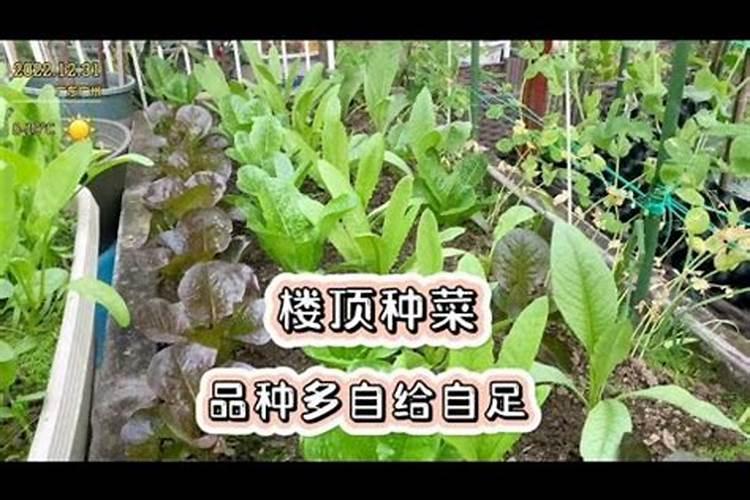 水溶肥的正确使用方法