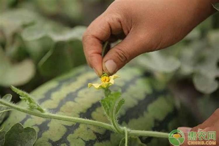 什么叶面肥施加在西瓜苗上好