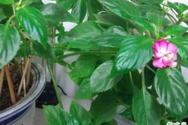 玻璃翠浇什么肥料合适