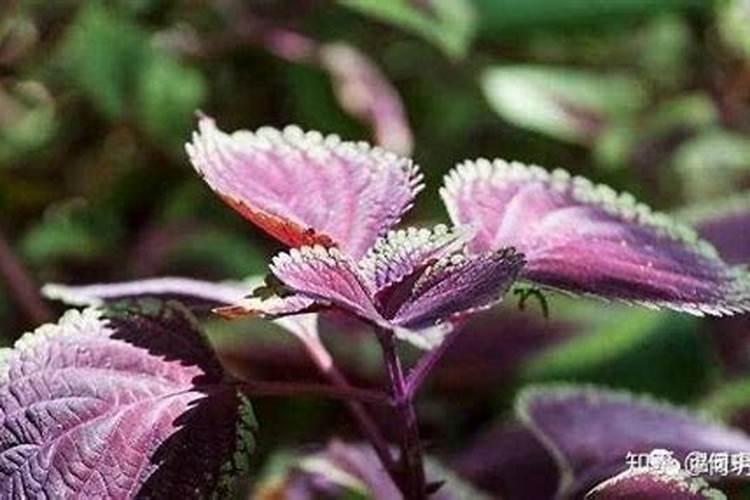 紫苏种植小苗种植用什么肥料