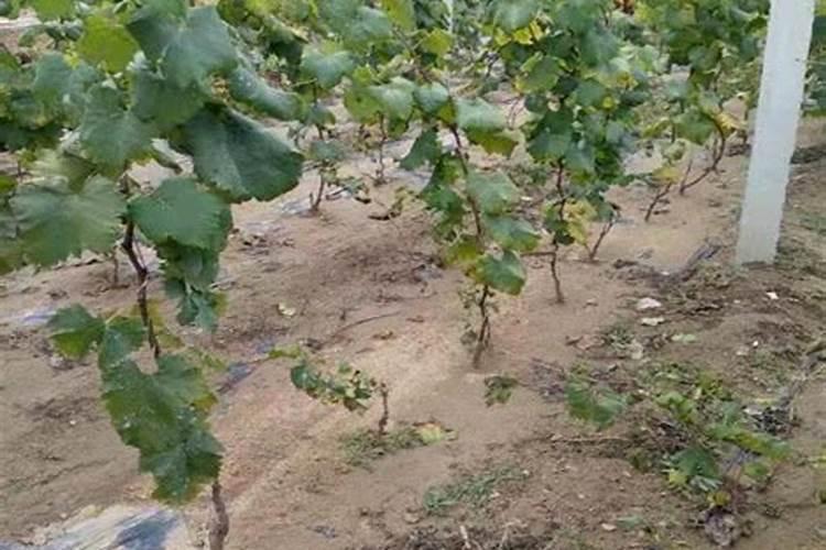 葡萄膨大期打什么叶面肥长的快？葡萄座果期用哪些肥料好？