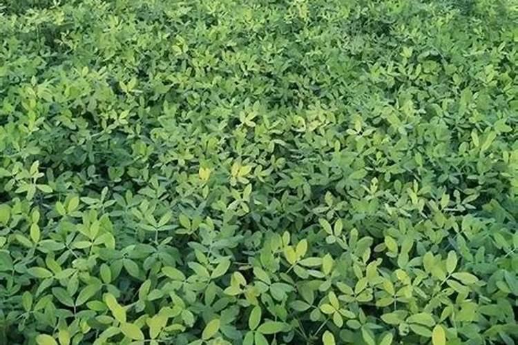 木耳菜怎么种？株距多少