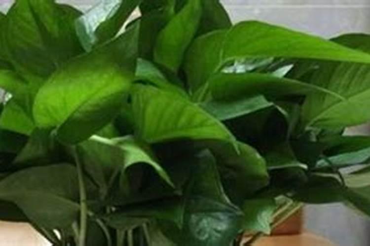 绿萝要施什么肥