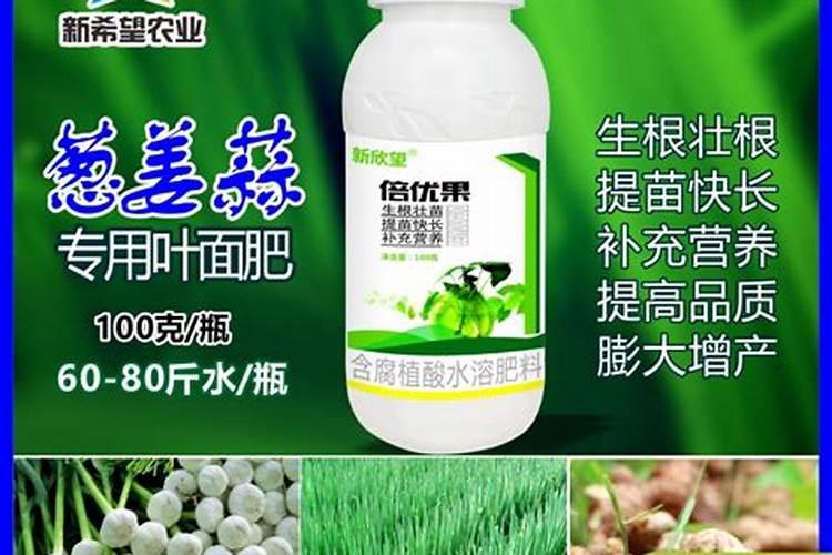 四季香葱的种植方法和时间