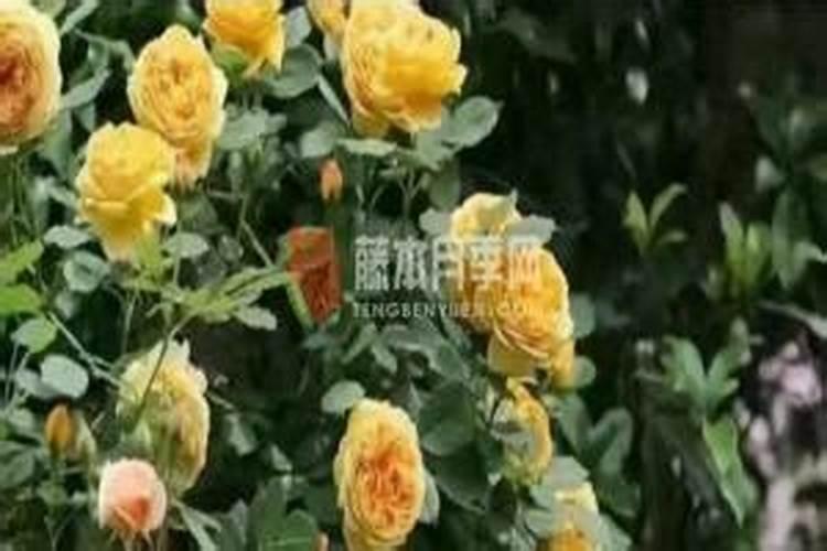 月季花一年四季的施肥特点