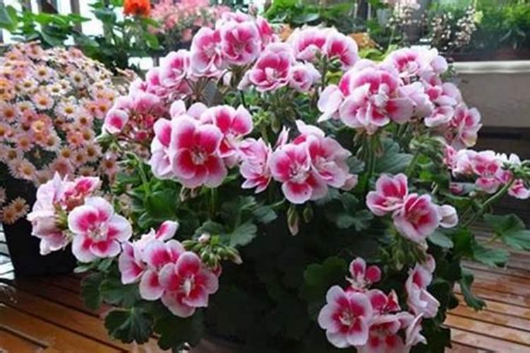 西瓜能重茬种植吗