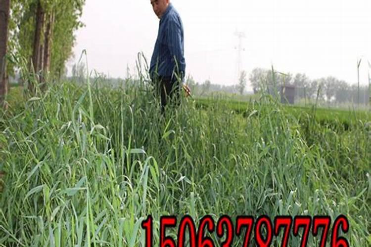 小麦的施肥原则