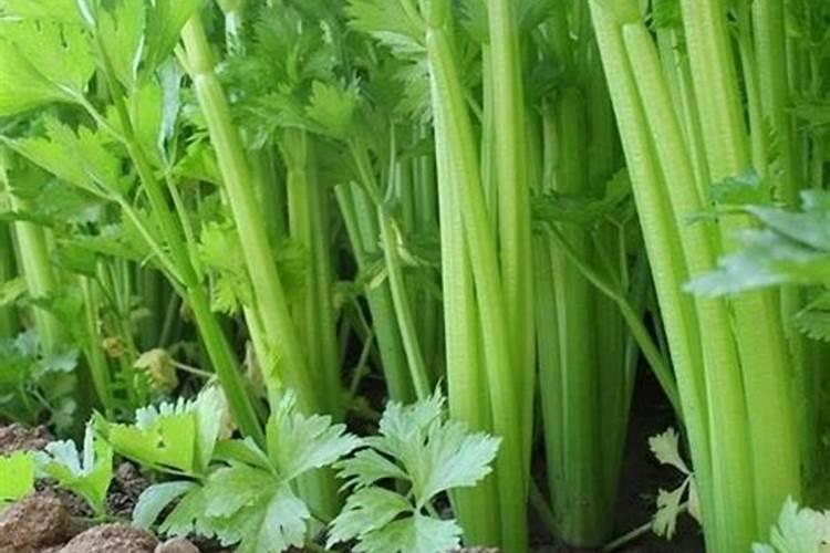 芹菜如何使用尿素