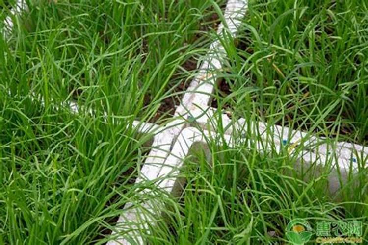 大量元素水溶肥没备案处罚