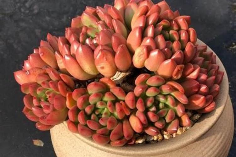 尼特利液肥真假