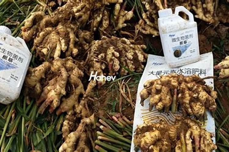 大姜怎样施肥
