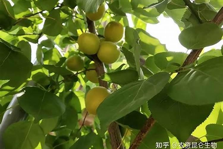 高钾肥料有什么作用,附正确的使用方法