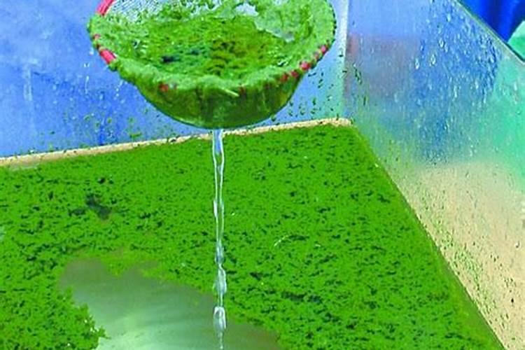 甜瓜什么时候追肥合适 高产追肥方法