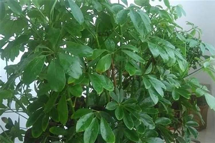 芙蓉花用什么土栽培好