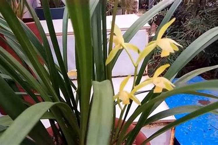 如何让墨兰开花