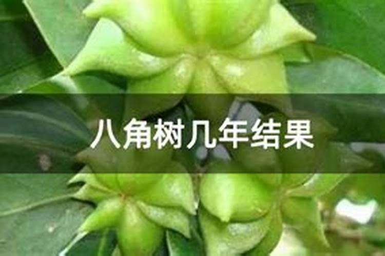 八角树几年结果