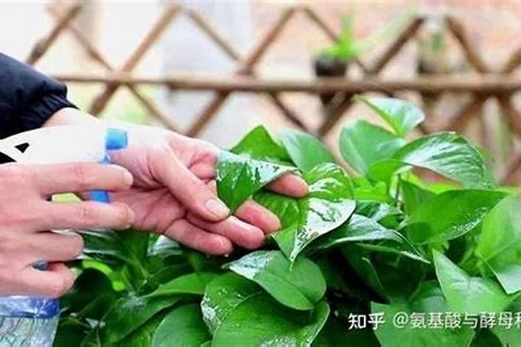 叶面肥喷多烧叶片有补救措施吗？