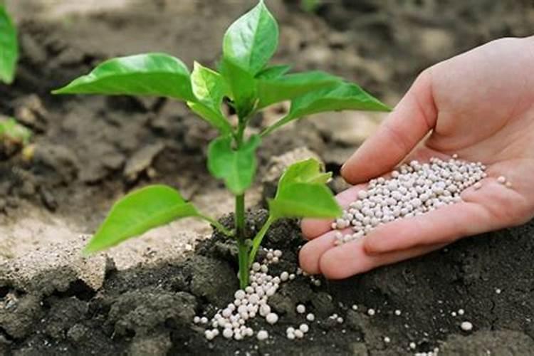 棉花后期喷什么叶面肥