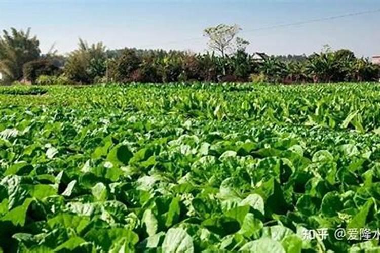 彭果的大量元素水溶肥有哪些