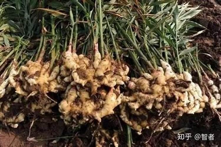水苔养蝴蝶兰多久浇一次水 适宜水苔养蝴蝶兰浇水频次？