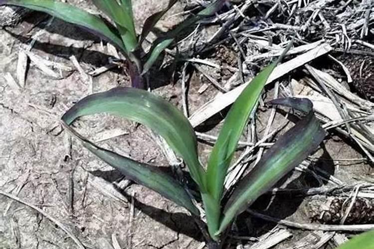 泡花碱的成分和用途