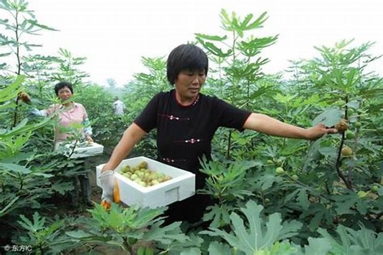 钙和硼对番茄产量的影响