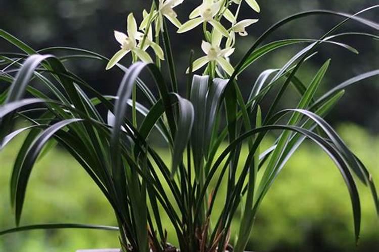 锌肥对玉米的作用