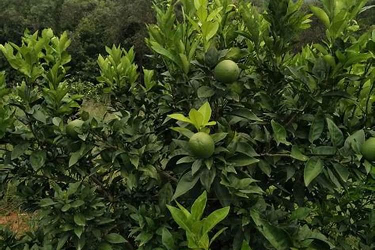 脐橙皮厚汁少什么原因