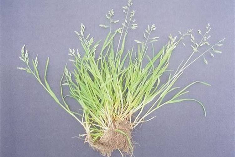 一亩玉米地该施多少肥料？