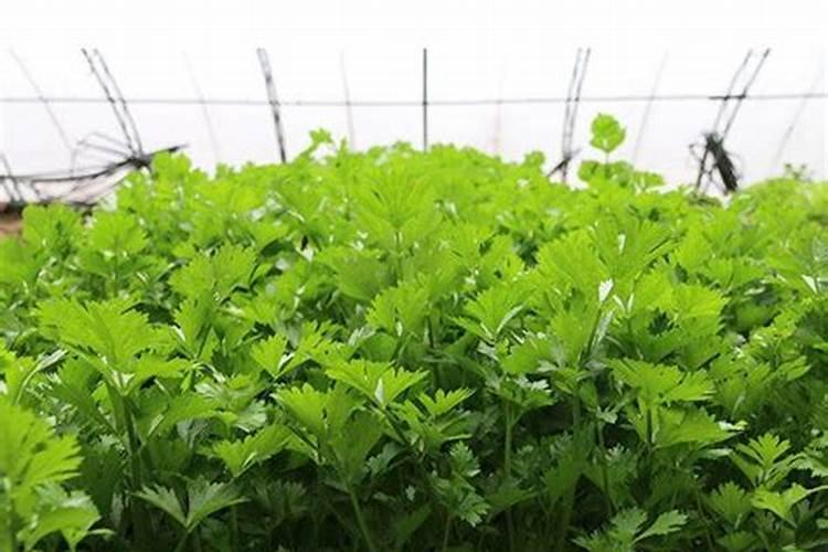 芹菜浇水冲施什么肥料