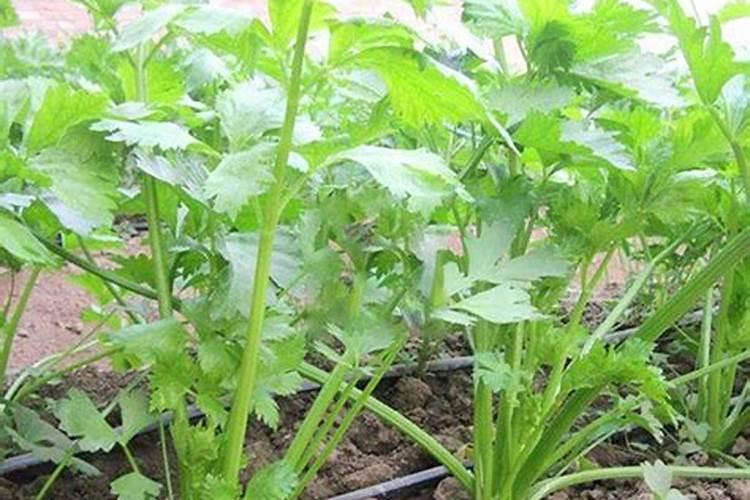 芹菜能不能用氯化钾肥料 怎么施肥效果好