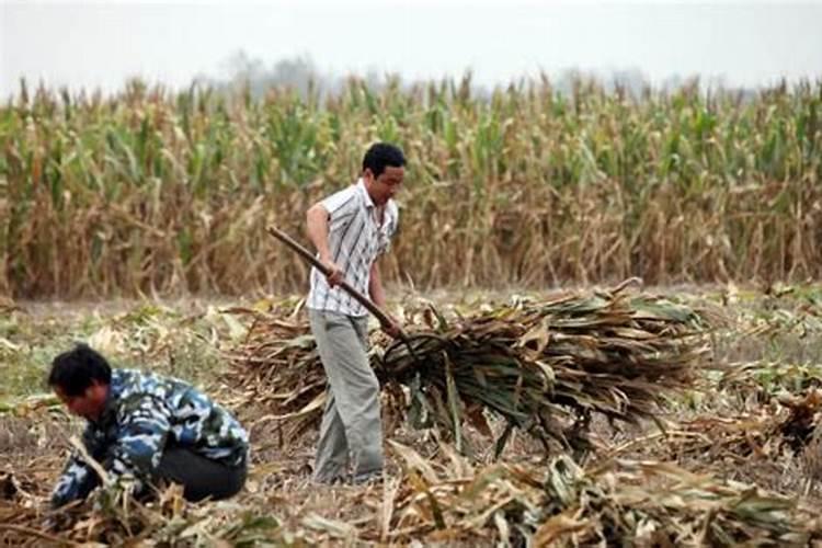 禾本科作物秸秆还田时为什么要配施速效性化学氮肥
