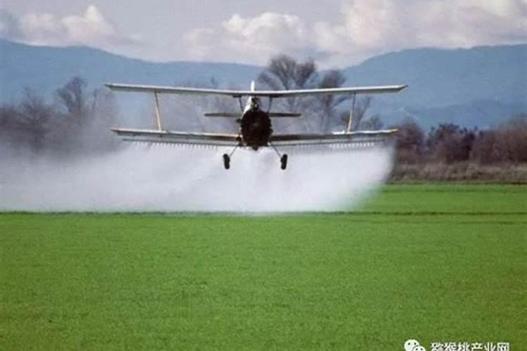 红掌夜晚喷雾叶子不行吗