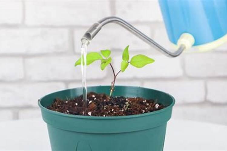 铁线莲枯叶是什么原因(铁线莲的叶子卷起来是怎么回事)