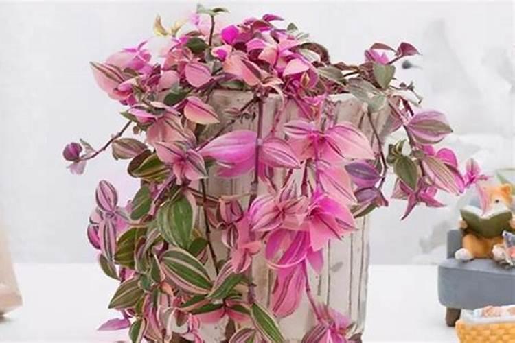 喷施两个0.3能预防高温天气吗