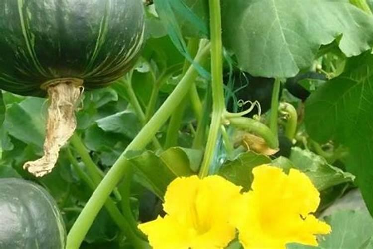 南瓜施什么肥料最好