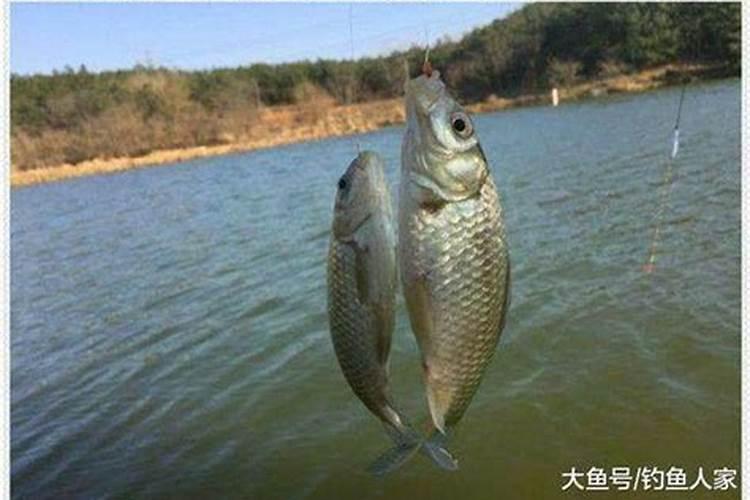 锌肥在玉米上起什么作用呢