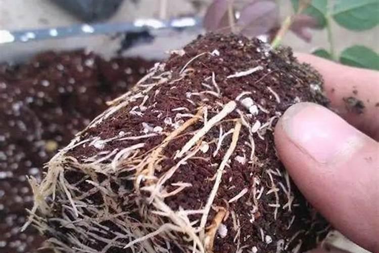 月季扦插生根了没发芽可否用氮肥催？