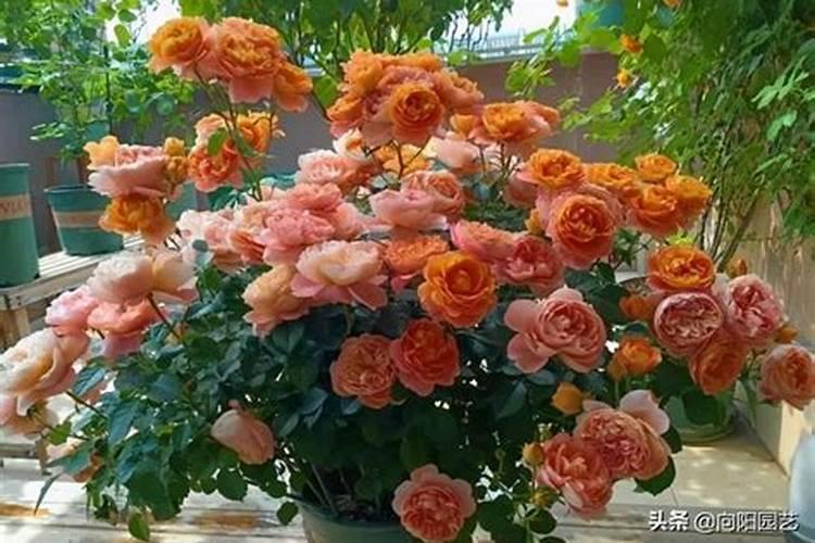 月季花开花能施肥吗月季花开花能否施肥